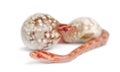 Corn snake hatching, Pantherophis guttatus Royalty Free Stock Photo