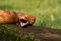 A Corn snake after a hunt eating a mouse Royalty Free Stock Photo