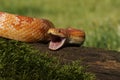 A Corn snake after a hunt eating a mouse Royalty Free Stock Photo