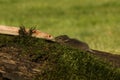 A Corn snake after a hunt eating a mouse Royalty Free Stock Photo