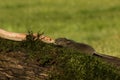 A Corn snake after a hunt eating a mouse Royalty Free Stock Photo