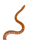 Corn snake isolated Royalty Free Stock Photo