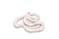 Corn snake isolated on white Royalty Free Stock Photo