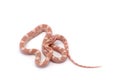 Corn snake isolated on white Royalty Free Stock Photo