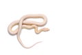 Corn snake isolated on white Royalty Free Stock Photo