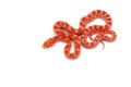 Corn snake isolated on white Royalty Free Stock Photo