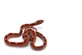 Corn snake isolated on white Royalty Free Stock Photo