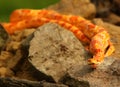 A Corn snake Pantherophis guttatus or Elaphe guttata after hunt eating a mouse Royalty Free Stock Photo