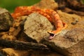 A Corn snake Pantherophis guttatus or Elaphe guttata after hunt eating a mouse Royalty Free Stock Photo