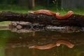 A Corn snake Pantherophis guttatus or Elaphe guttata after hunt eating a mouse. A red, orange and yellow Corn snake  on the Royalty Free Stock Photo