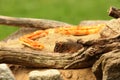 A Corn snake Pantherophis guttatus or Elaphe guttata after hunt eating a mouse Royalty Free Stock Photo