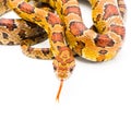 corn snake - Pantherophis guttatus - formerly known as Elaphe Guttata or red rat snake. Isolated on white background Royalty Free Stock Photo