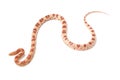 amelanistic corn snake