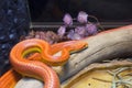 Corn snake. Pink color. Royalty Free Stock Photo