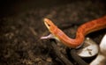 Corn Snake ready to launch an attack