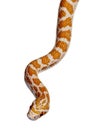 Corn snake or red rat snake, slithering