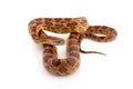 Corn Snake on a white background Royalty Free Stock Photo