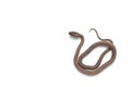 Corn snake on white background Royalty Free Stock Photo