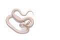 Corn snake on white background Royalty Free Stock Photo