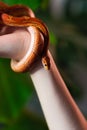 Corn snake wrapped around woman hand Royalty Free Stock Photo