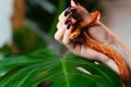 Corn snake wrapped around woman hand