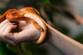 Corn snake wrapped around woman hand Royalty Free Stock Photo