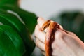 Corn snake wrapped around woman hand Royalty Free Stock Photo