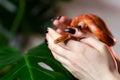 Corn snake wrapped around woman hand Royalty Free Stock Photo