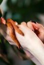 Corn snake wrapped around woman hand Royalty Free Stock Photo