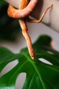 Corn snake wrapped around woman hand Royalty Free Stock Photo