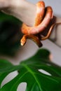 Corn snake wrapped around woman hand Royalty Free Stock Photo