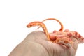 Corn snake wrapped around woman hand