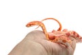 Corn snake wrapped around woman hand Royalty Free Stock Photo