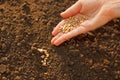 Corn sowing by hand Royalty Free Stock Photo