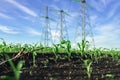 Corn sprout field with high voltage power line on background Royalty Free Stock Photo