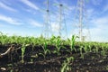 Corn sprout with high voltage power line on background Royalty Free Stock Photo