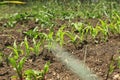 Corn sprouts in the garden. Seeds Royalty Free Stock Photo