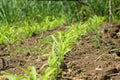 Corn sprouts in the garden. Seeds Royalty Free Stock Photo