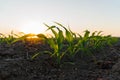 Corn sprouts grow in the field. Small corn plants close-up. Agricultural field at sunset Royalty Free Stock Photo