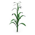 Corn stalk