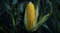 The Corn on Stalk.AI generated image Royalty Free Stock Photo