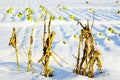 Corn stalk and cabbage