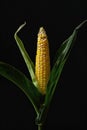 Corn Stalk Close Up Royalty Free Stock Photo