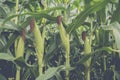 Corn on the stalk. Royalty Free Stock Photo