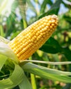 Corn Royalty Free Stock Photo