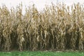 Corn Stalk Field Royalty Free Stock Photo