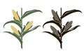 Corn stalk illustrations