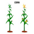 Corn stalk. Isolated corn on white background Royalty Free Stock Photo