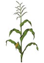 Corn stalk