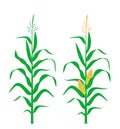 Corn stalk. Isolated corn on white background Royalty Free Stock Photo